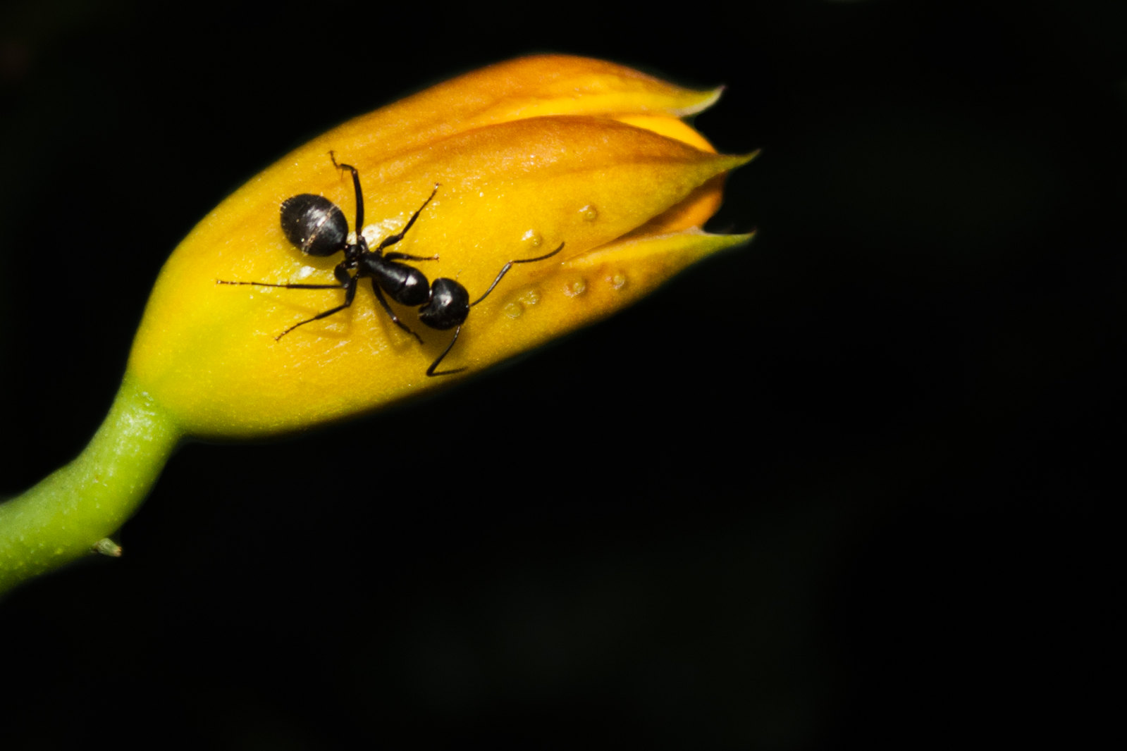 a close-up color photograph of a black ant on a just-opening yellow flower bud. The background is stark black.