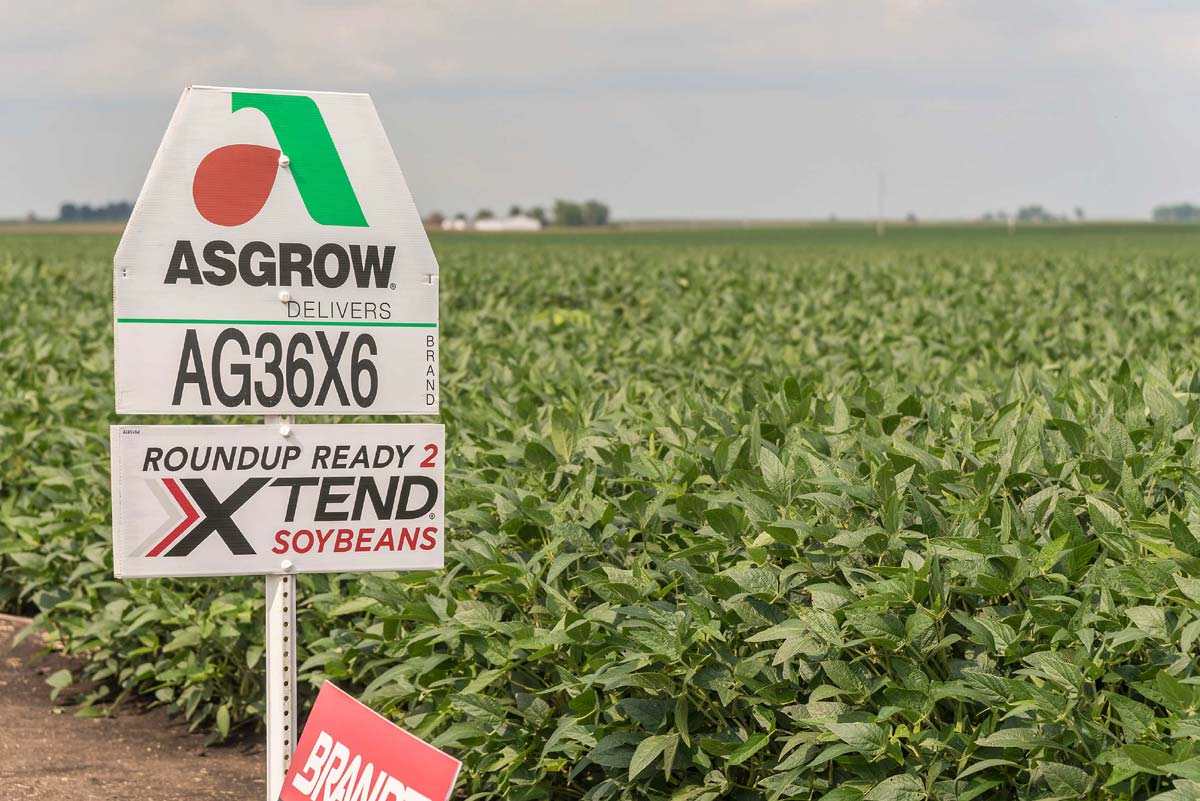 Photograph of an outdoor sign reading 'ASGROW AG36X6; ROUNDUP READY 2; X TEND SOYBEANS'. In the background is a field of soybean plants