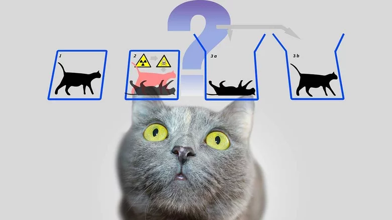 A photo of a cat looking at icons of a cat alive or dead in an open or closed box, with a large question mark superimposed over its head