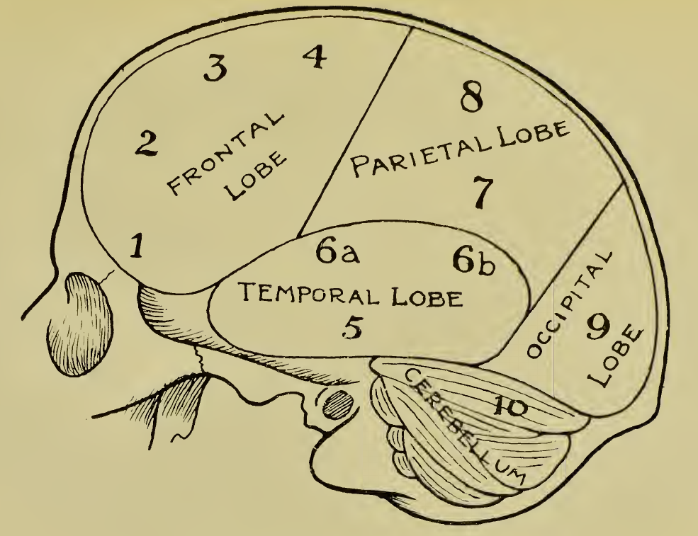 A 19th-century phrenology diagram of a cranium, with areas labeled with numbers and lobes of the brain