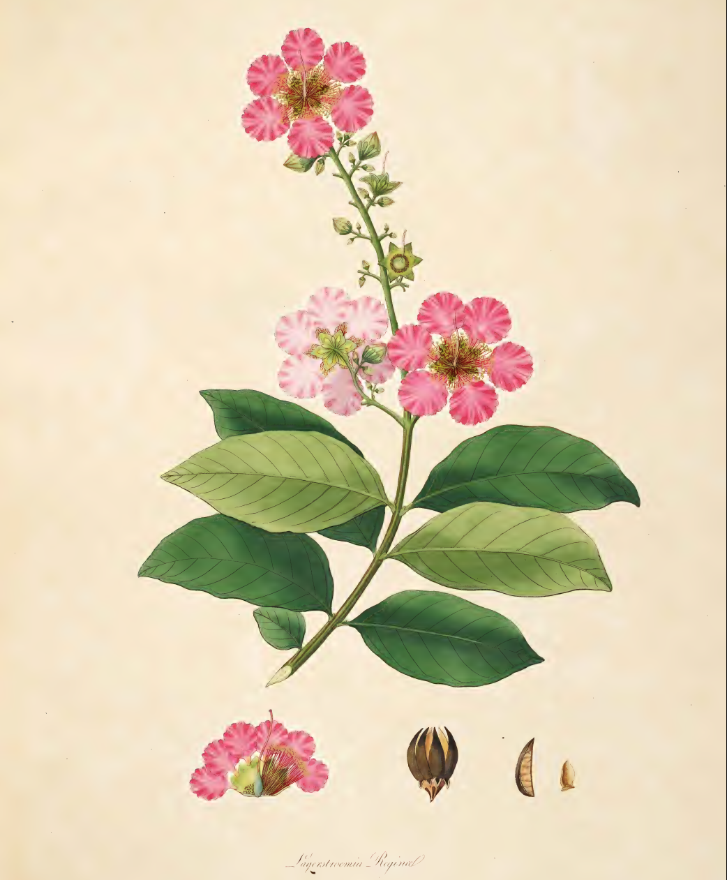A 19th century technical illustration of a plant with almond-shaped green leaves and six-lobed pink flowers. There are inset drawing detailing the flower and seeds. The plant's name, 'Lagerstroemia speciosa' is written in thin script at the bottom.