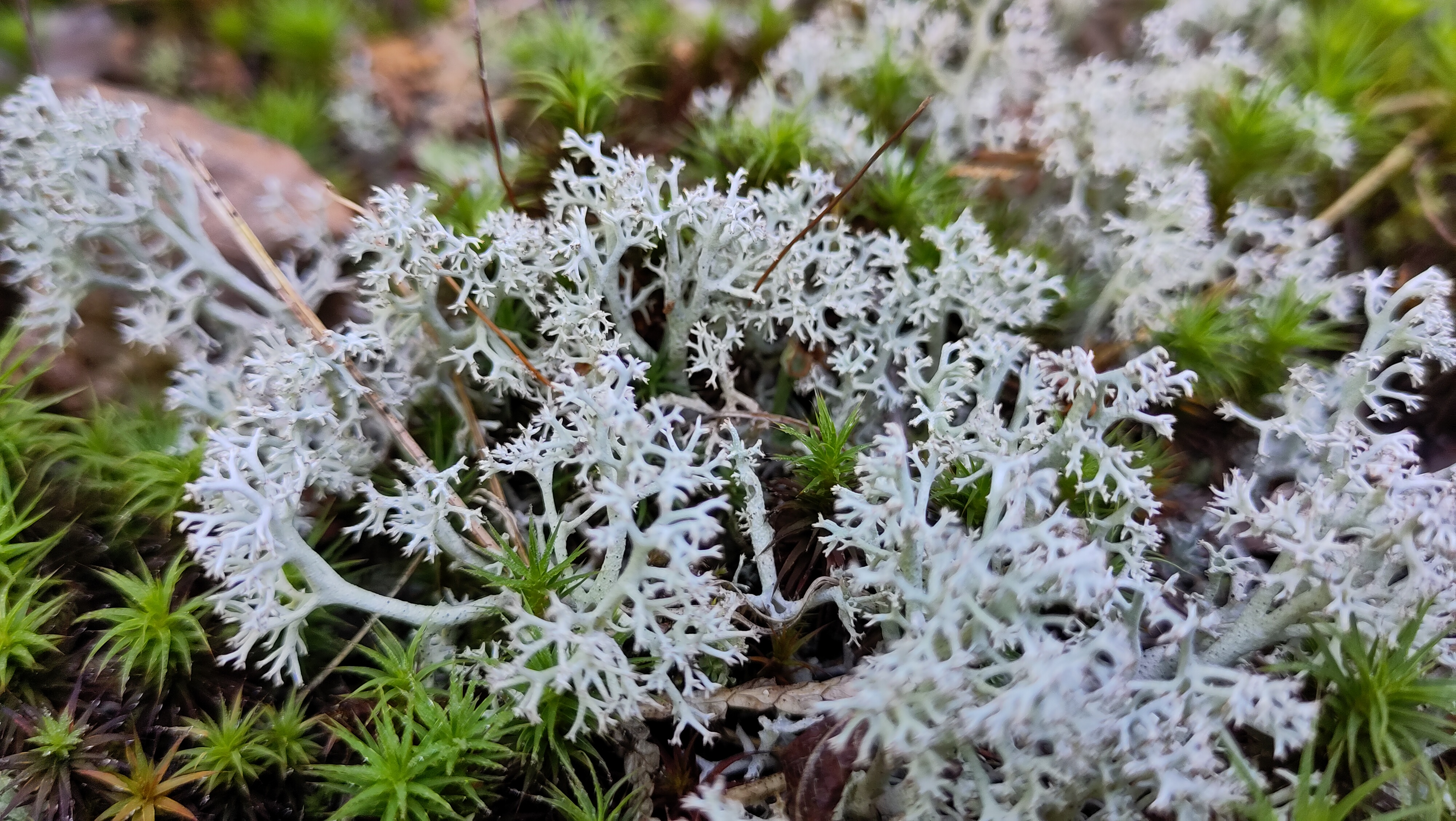 Close-up photo of grey, branching reindeer lichen among som mosses