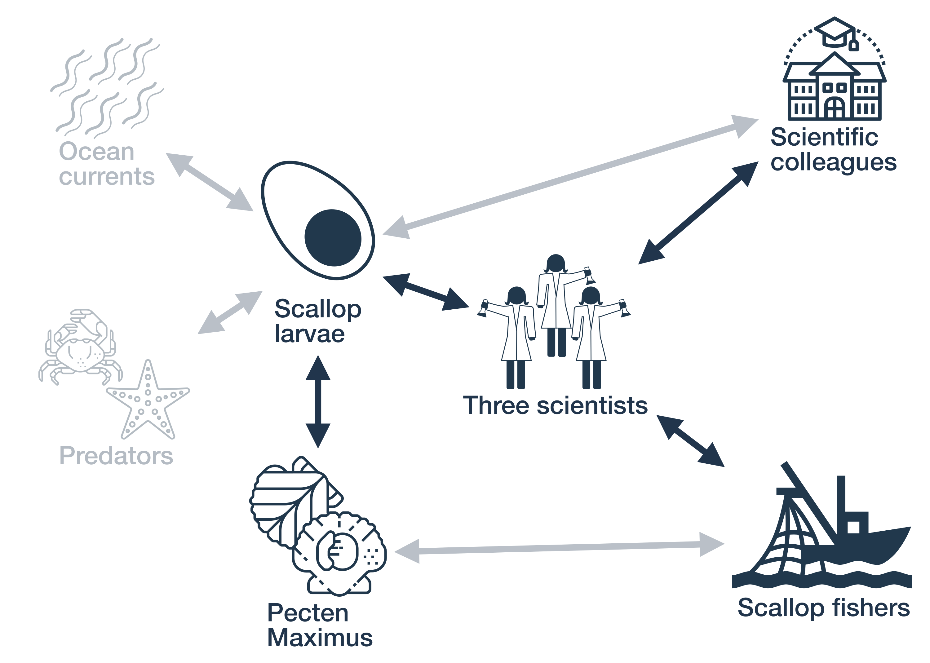A network diagram showing stylized icons of seven actants: Three scientists, Ocean currents, Scallop larvae, Scientific colleagues, Pecten Maximus, and Scallop fishers. All of the relations except those connecting to the scientists and the relation between the scallop larvae and the pecten maximus are faded.