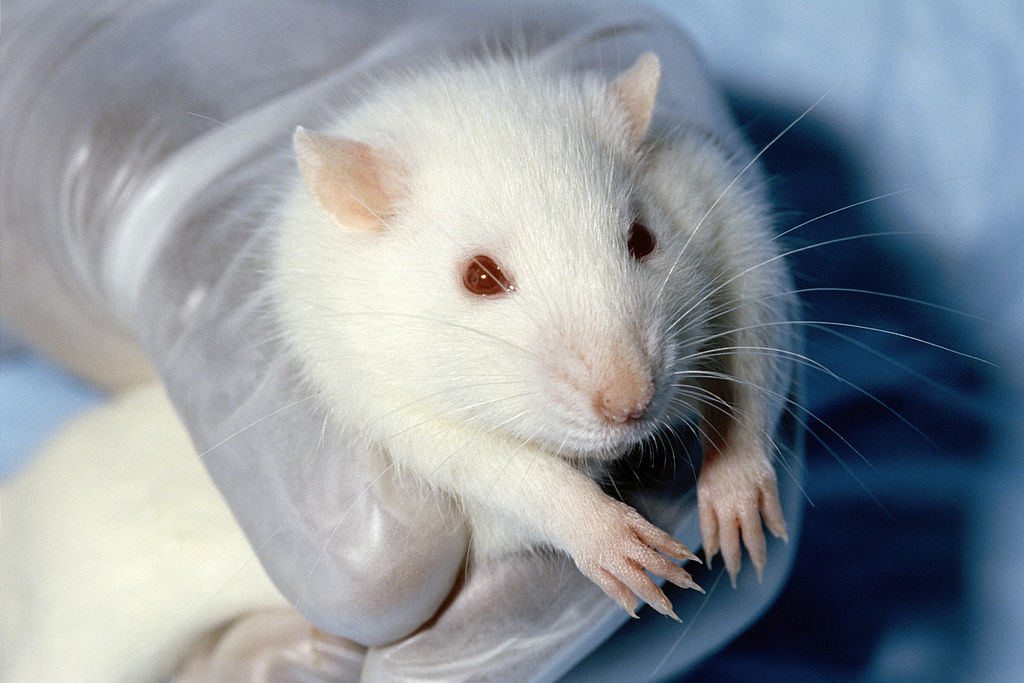 A white rat with red eyes being held by a human hand in a latex glove.
