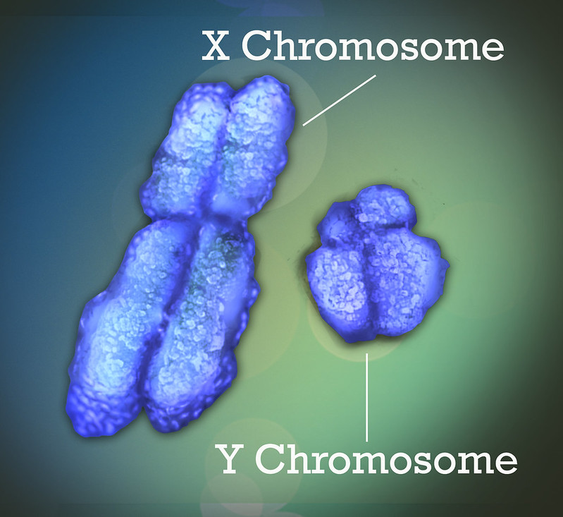A diagram of X and Y human chromosomes